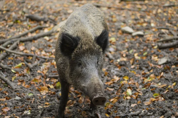 Nahaufnahme Eines Wildschweins Freien Mit Fallendem Laub Hintergrund — Stockfoto