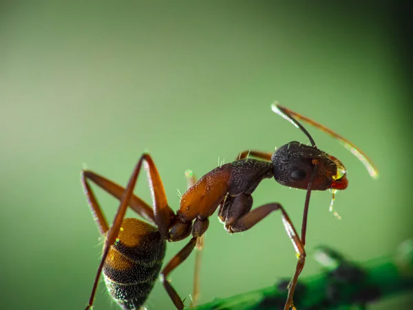 Macro Shot Ant Sitting Green Stem — Zdjęcie stockowe
