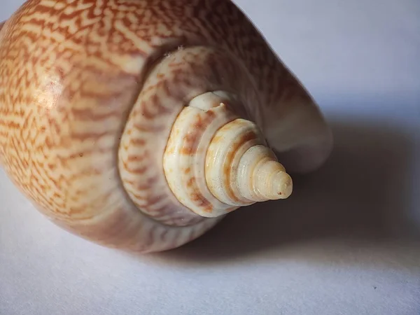 Close Shot Seashell White Background — стоковое фото