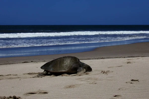 Ένα Κοντινό Πλάνο Μιας Χαριτωμένης Θαλάσσιας Χελώνας Στην Παραλία Της — Φωτογραφία Αρχείου