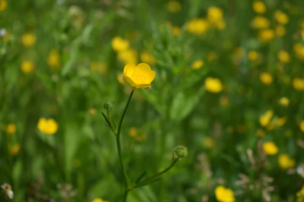 Selective Focus Shot Yellow Buttercup Flowers Meadow — 스톡 사진