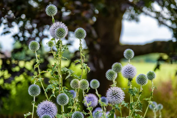 Closeup Shot Echinops Blooming Garden — Stock Photo, Image