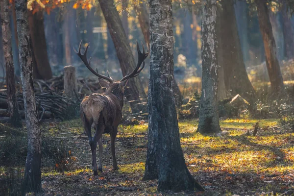 Scenic Shot Rothirsch Also Known Red Deer Walking Wild Forest — ストック写真