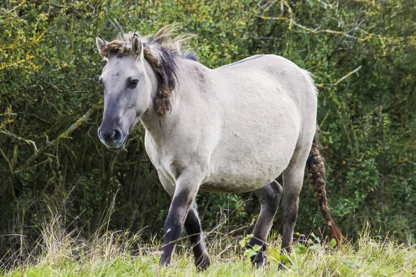 White Wild Pony Field — Stockfoto