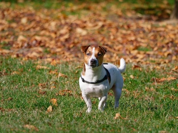 Jack Russell Terrier Dog Playing Park — Fotografia de Stock
