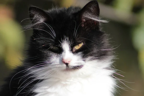 Selective Focus Shot Adorable Black White Kitten — Stok fotoğraf