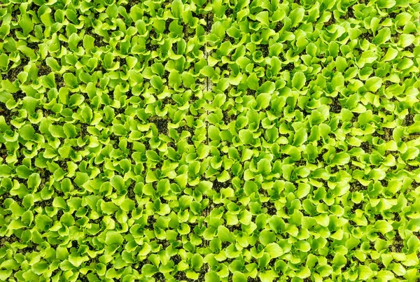 Green Background Lettuce Sprouts — Stockfoto