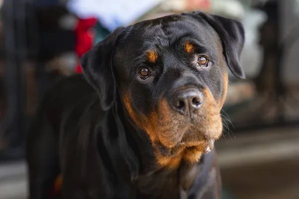 Macro Shot Rottweiler Cute Face Blurred Background — Stock Photo, Image