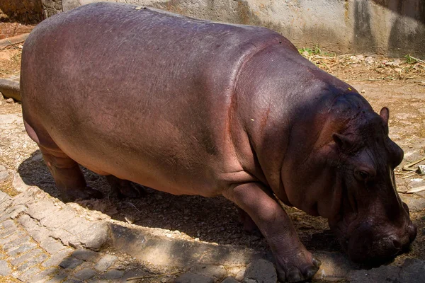 Крупним Планом Знімок Великого Гіпопотама Зоопарку — стокове фото