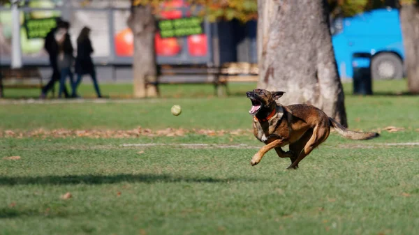 German Shepherd Dog Playing Park — Foto de Stock