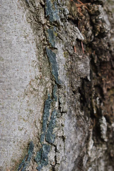 Beautiful Shot Bark Texture — Fotografia de Stock