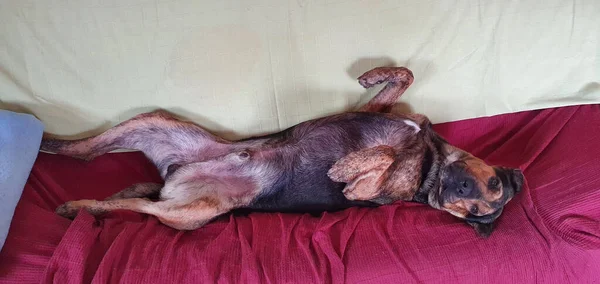 Closeup Cute Brown Dog Laying Couch Its Legs — Zdjęcie stockowe