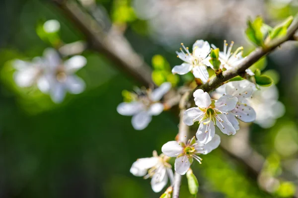 桜が美しい木の枝の閉鎖 — ストック写真