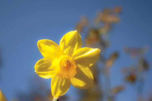 Gros Plan Fleur Jonquille Jaune Fleurie — Photo