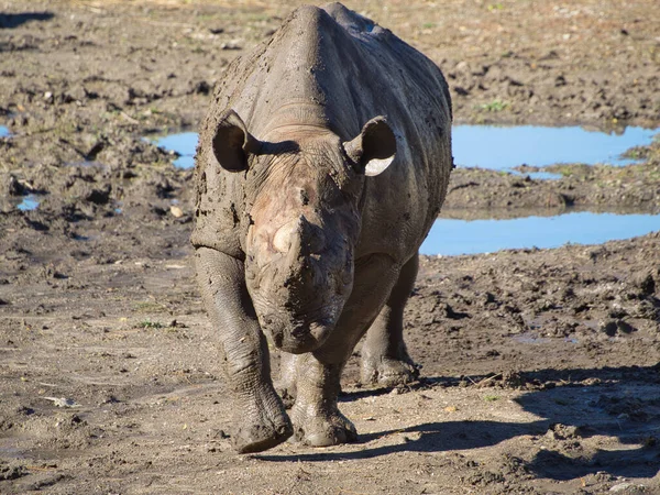 Scenic Shot Rhinoceros Kansas City Zoo United States — стокове фото