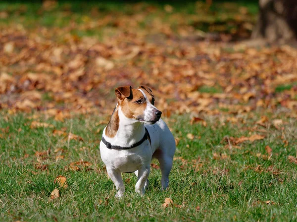 Jack Russell Terrier Dog Playing Park — Fotografia de Stock