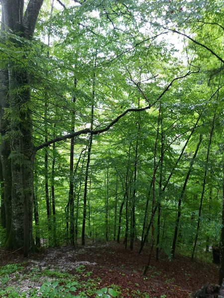 Closeup Forest Trees — Stock Fotó