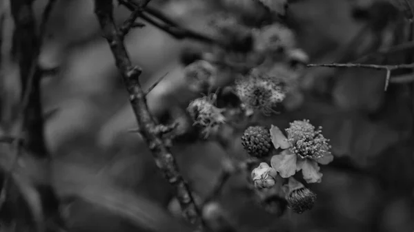 Eine Graustufenaufnahme Des Blühenden Brombeerstrauches Auf Helgoland — Stockfoto