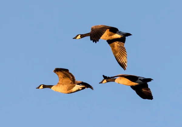 Flock Vackra Vilda Kanadensiska Gäss Flyger Högt Den Blå Himlen — Stockfoto