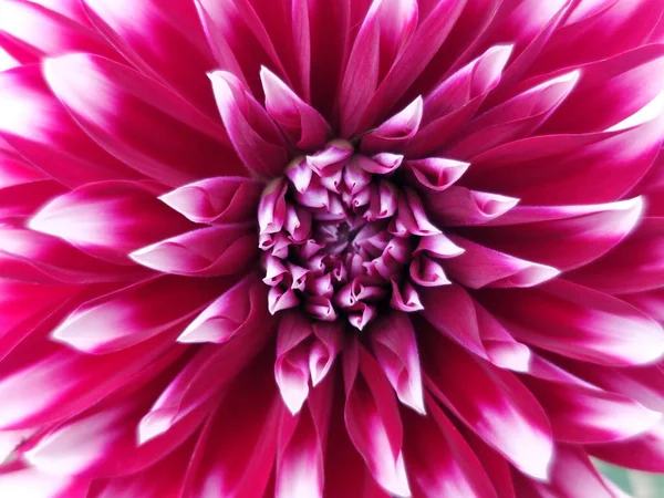 Macro Shot Petals Pink Wildflower — стоковое фото
