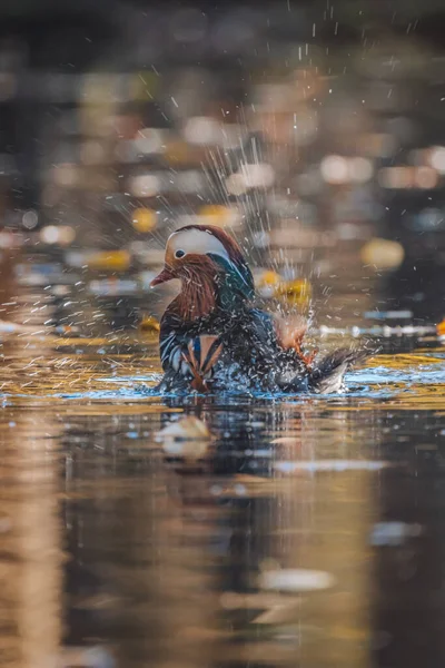 Selective Focus Shot Mandarin Duck Swimming Pond — Stock fotografie