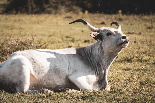 匈牙利灰奶牛躺在草地上的特写镜头 — 图库照片