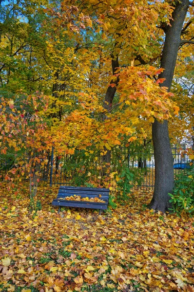 Träbänk Park Med Gula Träd Och Fallna Löv — Stockfoto