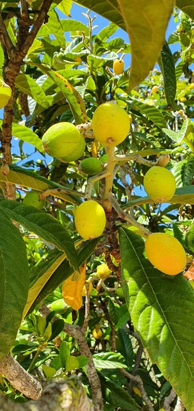 Low Angle Shot Vibrant Lemons Growing Tree Bright Summer Sky — стоковое фото
