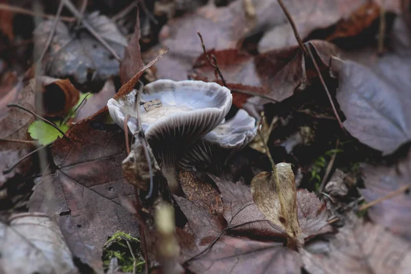 Closeup Wild Mushrooms Forest Dark Color Leaves Ground — Φωτογραφία Αρχείου