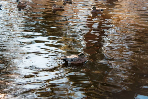 Patos Cinzentos Nadando Lago Parque — Fotografia de Stock