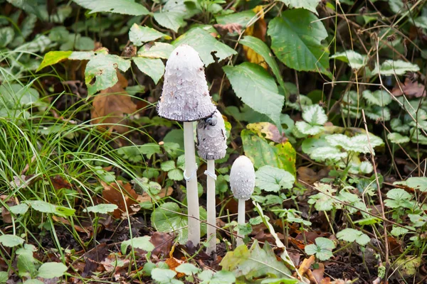 Les Champignons Sauvages Dans Forêt Après Pluie — Photo