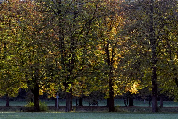 Row Trees Sunlit Autumnal Foliage Park — Stock Photo, Image