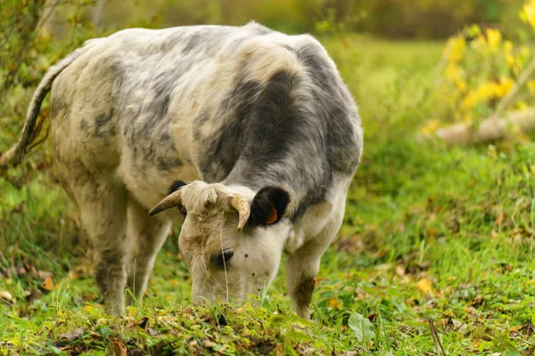 Close Cow Grazing Eating Hiking Garden Autumn Day — Stock Fotó