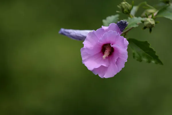 Μια Ρηχή Εστίαση Ενός Ροζ Λουλουδιού Μολόχα Ένα Θολό Πράσινο — Φωτογραφία Αρχείου