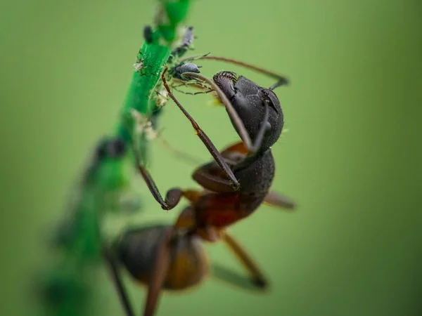 Macro Shot Ant Eating Bugs Sitting Green Stem — Stockfoto