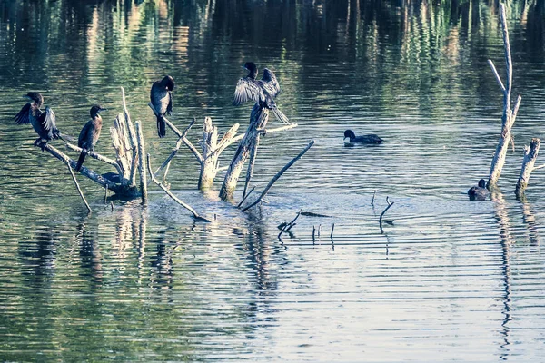 湖の上に木の上に座っている鳥たち — ストック写真