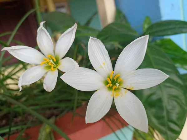 Zbliżenie Ujęcie Jesiennego Zephyrlily Zephyranthes Candida Kwiat Białymi Płatkami Podwórzu — Zdjęcie stockowe