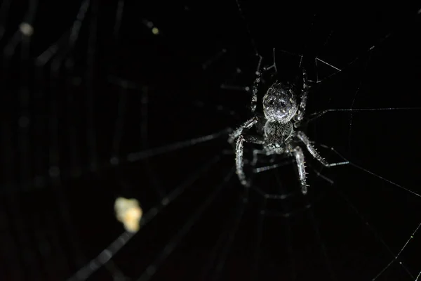 Closeup Spider Nuctenea Umbratica Spiderweb Dark Background — Fotografia de Stock