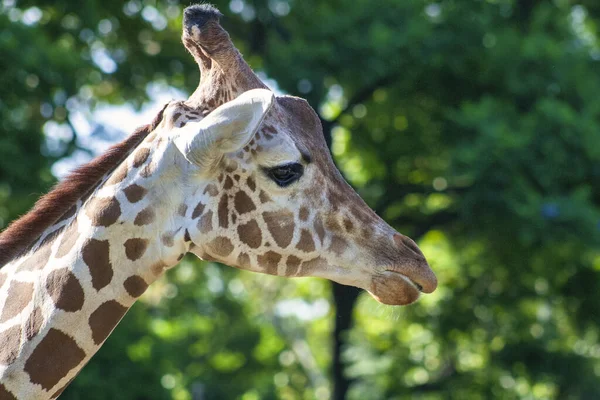 Gros Plan Une Girafe Dans Zoo — Photo