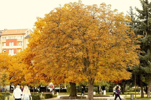 Park Pokryty Drzewami Żółtymi Liśćmi Otoczony Przez Ludzi Jesienią Europie — Zdjęcie stockowe