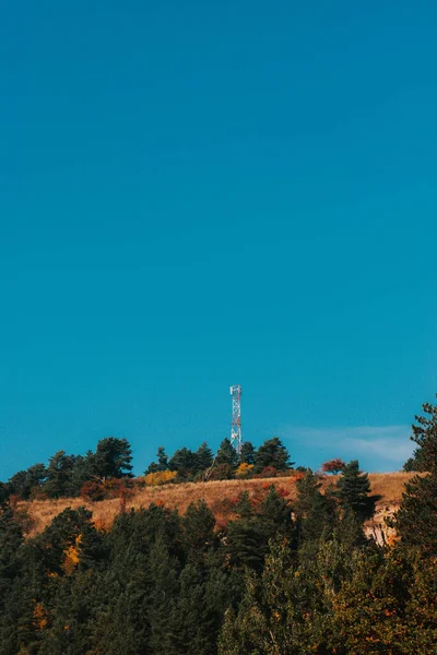 Sebuah Gambar Vertikal Pohon Dengan Langit Biru Latar Belakang — Stok Foto