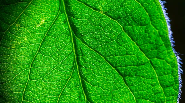 Yeşil Yaprağın Yakın Plan Çekimi — Stok fotoğraf