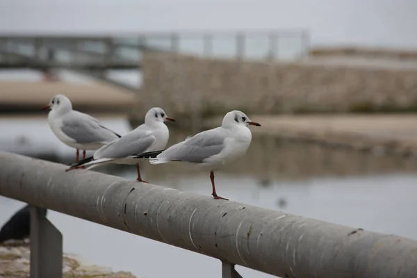 Closeup Shot White Eyed Gulls Coast — 스톡 사진