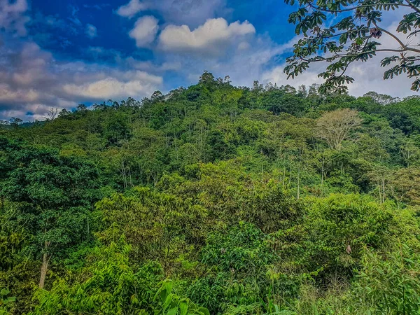 Beautiful View Nature Landscape Tall Green Trees Blue Cloudy Sky — Foto de Stock
