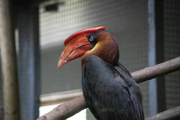 Retrato Hornbill Empoleirado Empoleirado Galho Árvore Zoológico Colchester Inglaterra — Fotografia de Stock