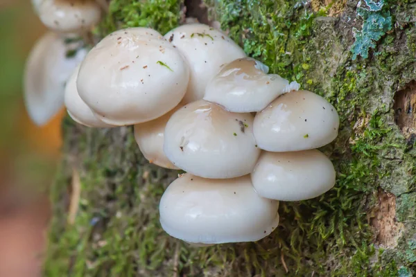 Group Agaricaceae Fungi Tree Branch — Stock Photo, Image