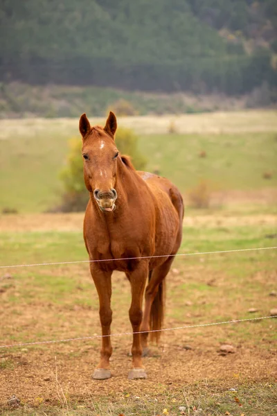 Closeup Brown Horse Farm — Stock Photo, Image