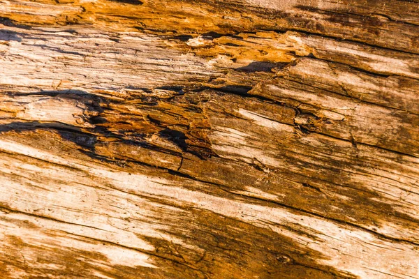 Макрознімок Чудової Текстурованої Деревини Під Час Золотої Години — стокове фото