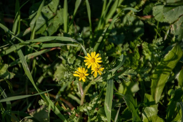 Closeup Yellow Scaly Hawkbit Flowers Leaves Daylight — Stockfoto