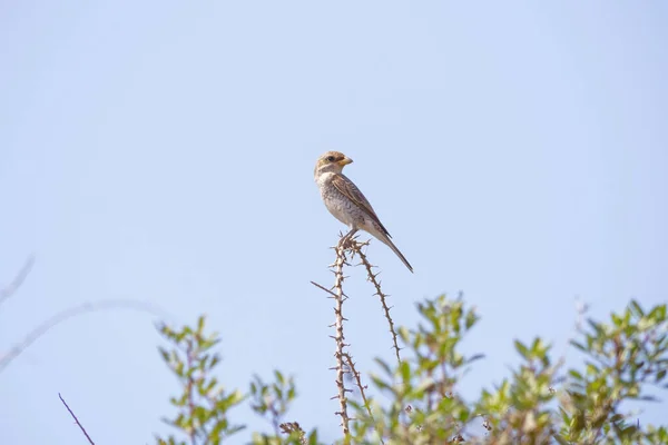 Een Volwassen Vrouwtje Red Backed Shrike Lanius Collurio Een Blauwe — Stockfoto